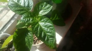 Сухие пятна на листьях перцев,помидор,баклажан.Ожоги от капель воды или заболевание?