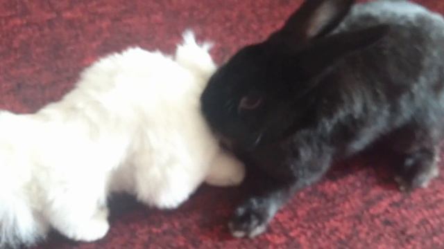 кролик шпилит смотреть онлайн