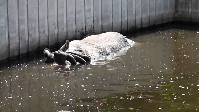 Warsaw Zoo - Warszawskie ZOO смотреть онлайн