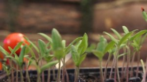 Консультант Cадовода на Усадьбе №"6