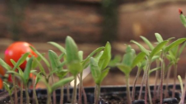 Консультант Cадовода на Усадьбе №"6