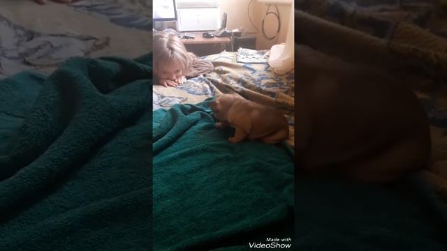 Французский бульдог. Щенок играет смотреть онлайн