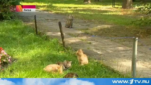 В парках решили установить дорожные знаки для… ежей смотреть онлайн