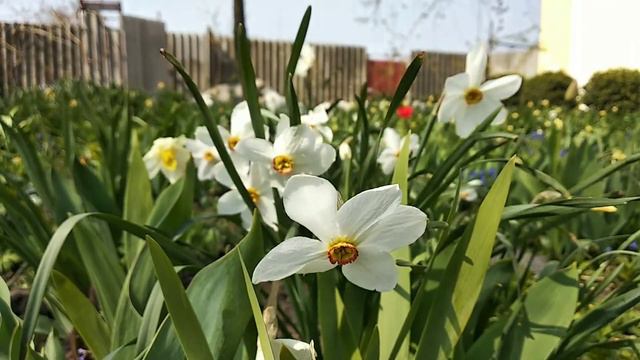 Нарциси, квітень 2020р/ narcissus April, Ukraine смотреть онлайн