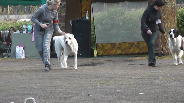 Моно среднеазиатских овчарок "Александрова Слобода 2014" смотреть онлайн