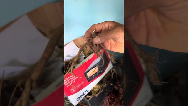 Нағыз халық емшісі ем шөптерді көрсетті.Жүрек,бауыр,бүйрек,простатит,белсіздік,бедеулік емдеу жолы смотреть онлайн