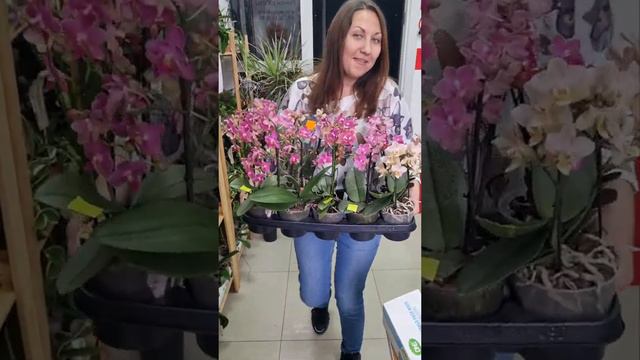 Орхидеи фабрики #фаленопсис #орхидеи #орхидея #орхидеиуход #рекомендации #рек #хочувтоп смотреть онлайн