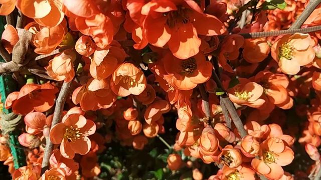 Пчелы собирают нектар в лимоннике смотреть онлайн