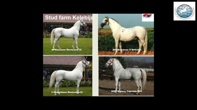 Miroslav Urosevic ( SRB): Lipizzan breeding in Serbia –status quo and challenges смотреть онлайн