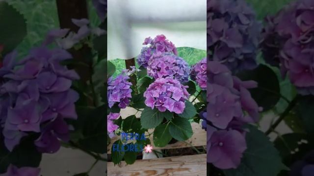 Быстрый обзор крупнолистных гортензий. Часть 2. смотреть онлайн