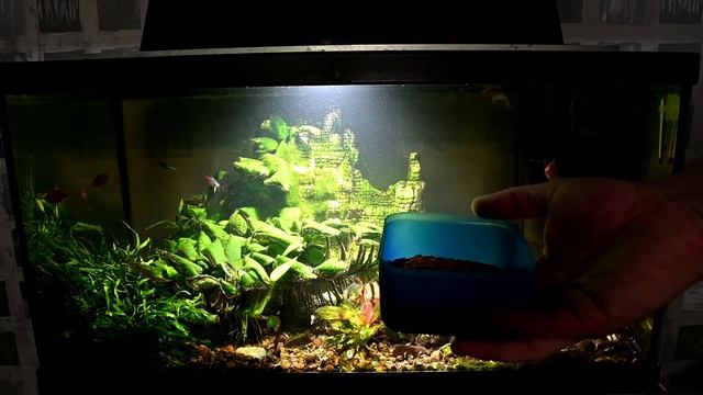 АКВАРИУМ февраль 2020. Выпуск №596 смотреть онлайн