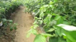 Малина на гидропонике. Сорт Полонез Польша.