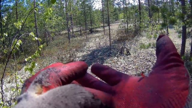 Поиск золота, Север коп 4, Minelab CTX 3030 смотреть онлайн