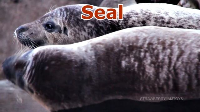 Learn Wild Zoo Animals and Sea Animals Names For Kids - Fun Learning For Children смотреть онлайн