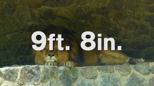 The Man-Eating Lions of Tsavo смотреть онлайн