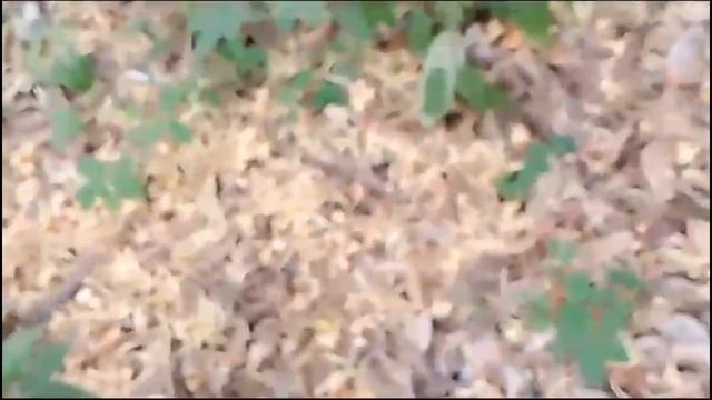 26 NOVEMBER 2023 - FREE SKP PPNI - Update Keperawatan Pada Masalah Sepsis-INFO DI DESKRIPSI/KOMENTA смотреть онлайн