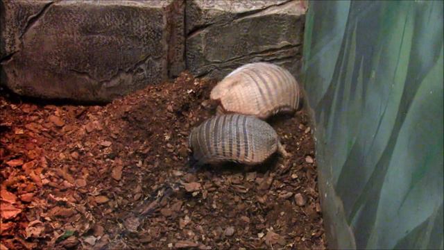 Броненосец. 18.11.20 г. смотреть онлайн