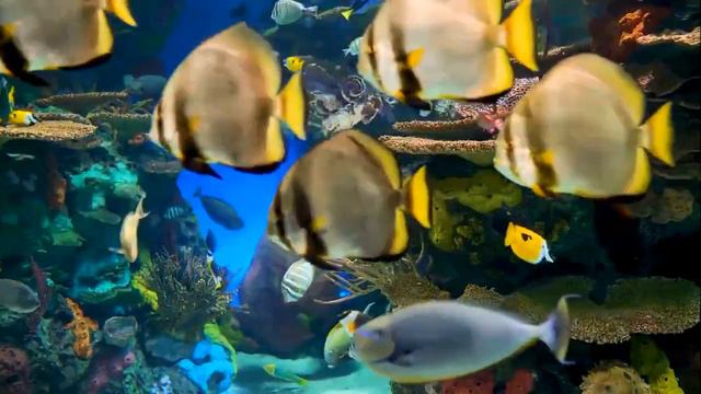 О Боге Душе Плотностях измерениях энергиях Сел Рейчел Послания Основателей смотреть онлайн