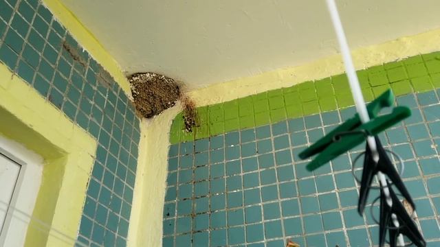 Ласточки, первые полёты смотреть онлайн