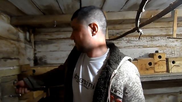 Птенцы попугаев, вторые птенцы у канареек, амадины. смотреть онлайн