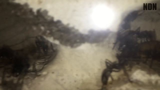 Муравей-пуля | Самый опасный муравей смотреть онлайн