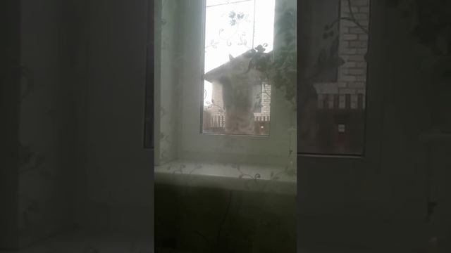 кошка которая проситься в дом смотреть онлайн