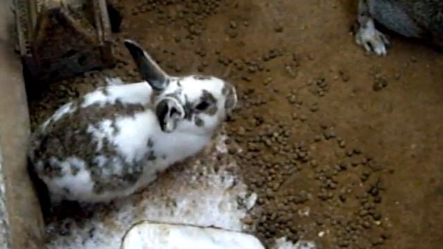 ямное содержание кроликов смотреть онлайн