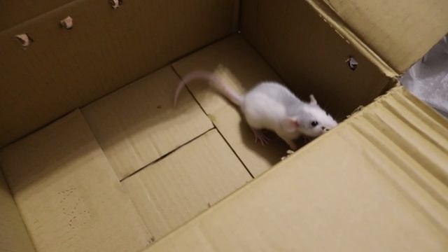 ОТДАЮ КРЫСЕНКА В ДОБРЫЕ РУКИ :) смотреть онлайн