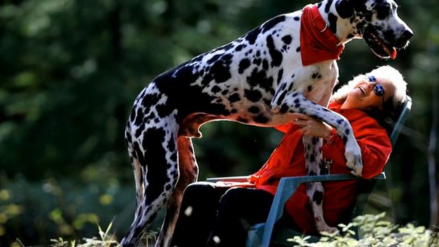 Энг Катта ИТЛАР , АЛАБАЙ , АФЧАРКА , БУРИБОСАР смотреть онлайн