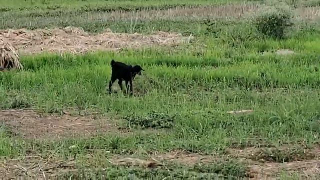 Samsung Galaxy M14 5g Camera quality test || 1 minute Video смотреть онлайн