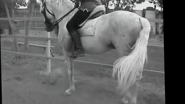 Un reve ,une emotion sur une super cheval смотреть онлайн