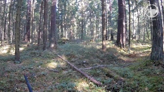 Охота на рябчика в осеннем лесу. Сентябрь 2017. смотреть онлайн