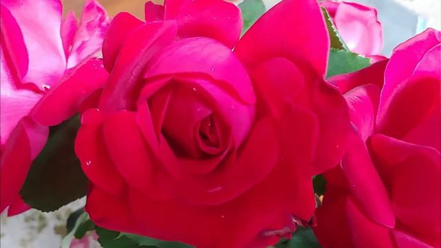The NUMBER ONE FLOWER in the World! Learn the origins and history of the venerable rose! смотреть онлайн