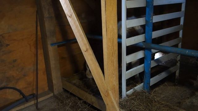 Кормушка для откорма бычков смотреть онлайн