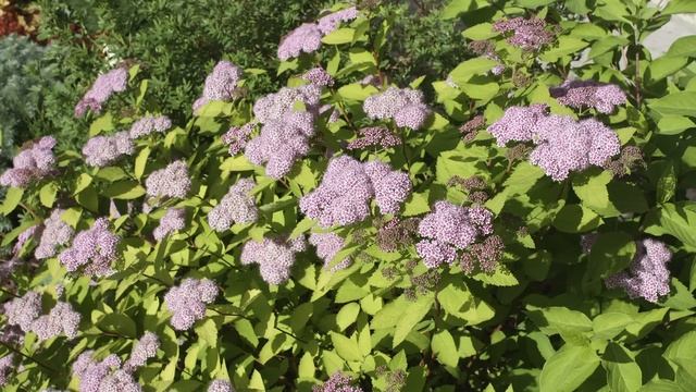 Роскошный букет из садовых цветов для любого торжества смотреть онлайн