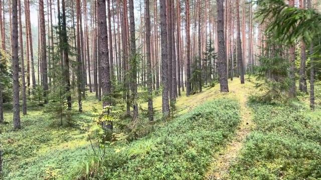 Опята! Черные грузди! Середина сентября на севере Ярославской области смотреть онлайн