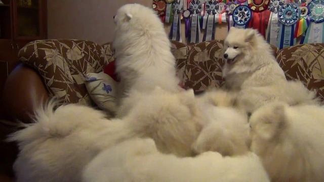 Белый плен ( самоеды питомника Сормовская Заря) смотреть онлайн