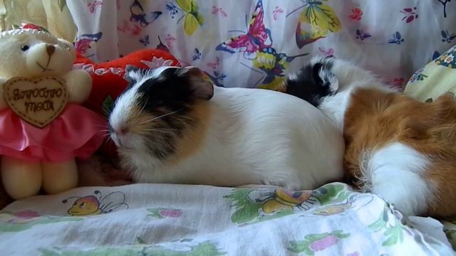 Как приручить морскую свинку К РУКАМ смотреть онлайн