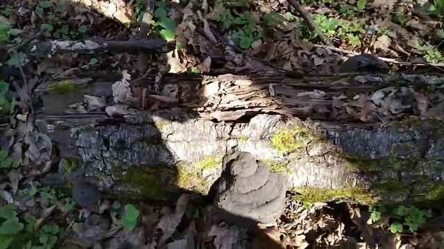 Весенние находки в лесу СТРОЧКИ ПУЧКОВЫЕ и СТРОЧКИ ГИГАНТСКИЕ смотреть онлайн