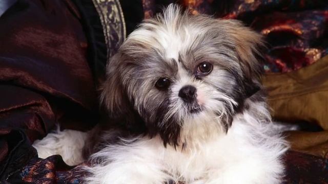 Милые фотки животных смотреть онлайн