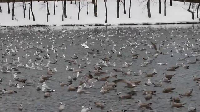 Лебеди и гигантская стая чаек смотреть онлайн