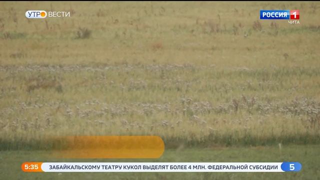 В Забайкалье 14 владельцев ЛПХ получат гранты на создание собственных ферм смотреть онлайн