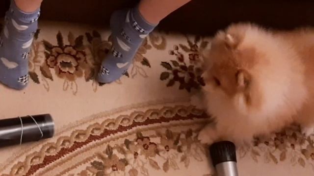 |?СМЕШНЫЕ ВИДЕО ПРО ШПИЦЕВ|3 ЧАСТЬ|?ПОМЕРАНСКИЙ ШПИЦ?| смотреть онлайн