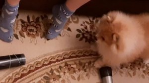 |?СМЕШНЫЕ ВИДЕО ПРО ШПИЦЕВ|3 ЧАСТЬ|?ПОМЕРАНСКИЙ ШПИЦ?|