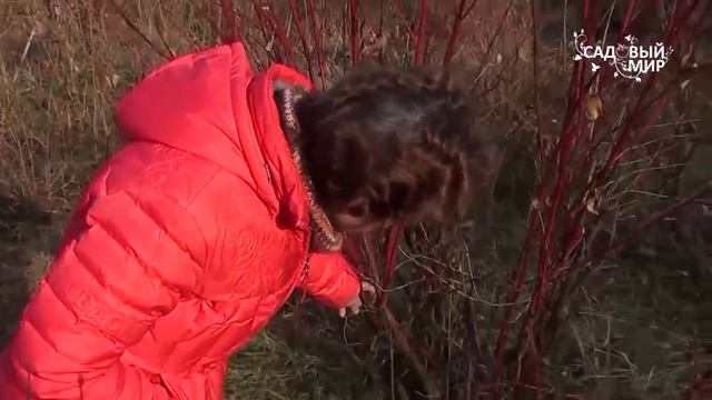Декоративные кустарники для сада. Дерен или свидина. Сайт "Садовый мир" смотреть онлайн