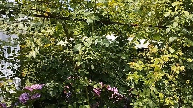 Какие плетистые розы посадить. Плетистые розы 2023 на шести сотках. смотреть онлайн