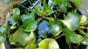 Водяной гиацинт - природный фильтр в вашем пруду: минимум затрат, удобно, экологично