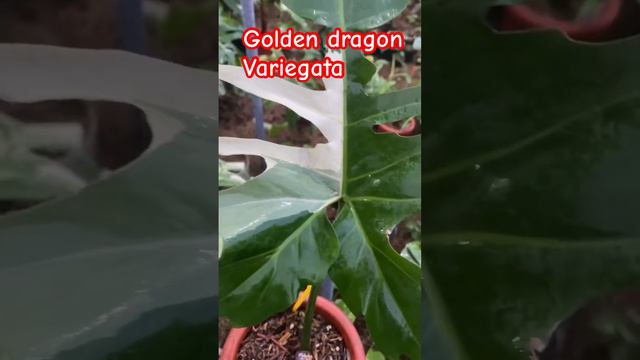 Philodendron golden dragon variegata#philodendrongoldendragonvarigata#davankaplants смотреть онлайн