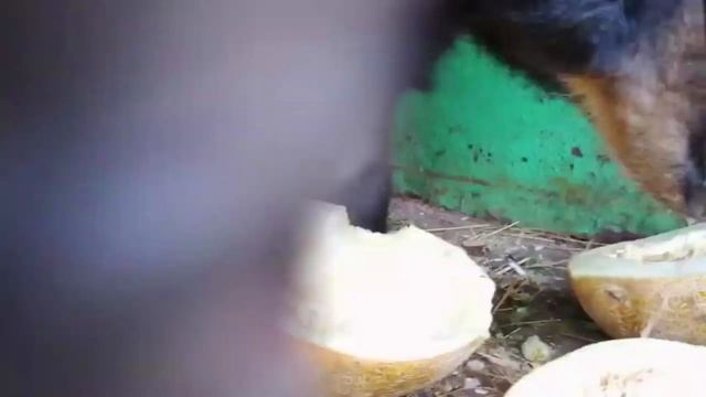 У Медведицы Юты дошла очередь и до дынь смотреть онлайн
