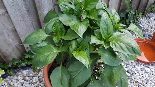 growing vegetables uk. കൊച്ചു കൊച്ചു കൃഷി കാര്യങ്ങൾ...uk malayali back garden. смотреть онлайн